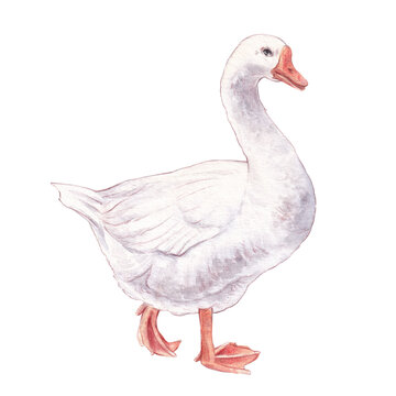 Watercolor White Goose Farm Bird Illustration Isolated on White