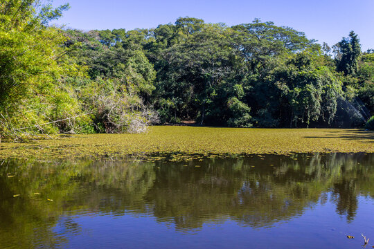 Serene lake surrounded by lush vegetation at Porto Alegre Botanical Garden, Brazil.