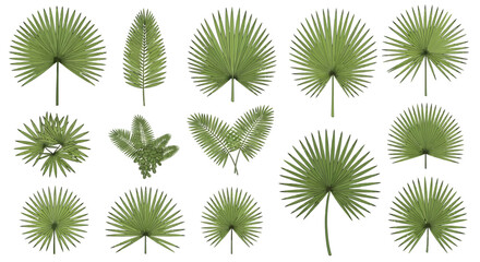 Collection of various green fern leaves. © Micahel