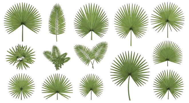 Collection of various green fern leaves.