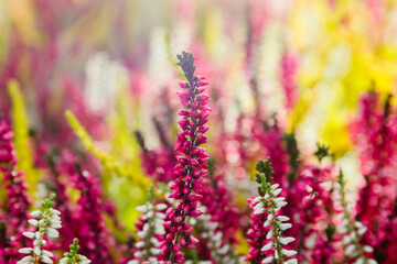 Obraz premium Colorful flowers in a garden bloom during the day with varying shades of pink, white, and yellow in the sunlight