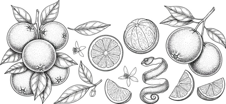 Mandarin orange vintage engraving vector set. Whole fruits, peeled segments, slices and leaves detailed illustration. Hand drawn citrus botanical collection for packaging and food design.