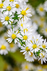 Fototapeta premium Flowers bloom in a garden during springtime, showcasing white petals and yellow centers