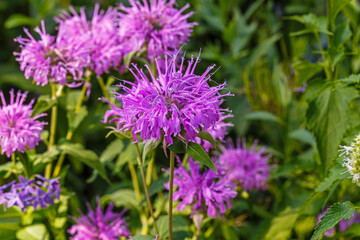 Fototapeta premium Blooming flowers in a garden during sunny weather in the afternoon