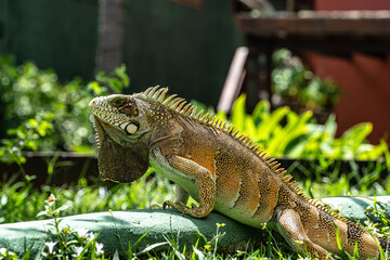 Fototapeta premium The Green Iguana, is a large species of lizard native to Central and South America.