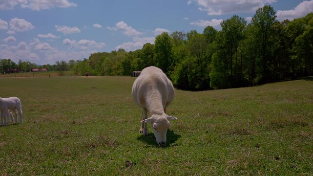Sheep grazing in the field 4K 60fps