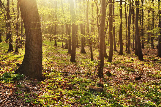 Sunlit spring forest floor near Lovos