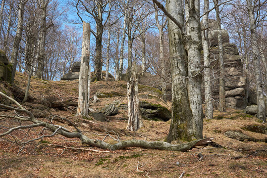 Beech forest with rock outcrops in Jizerske hory
