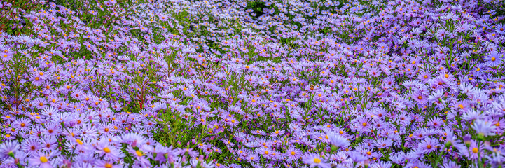 Obraz premium Purple flowers covered the ground in a field during springtime near a garden in full bloom