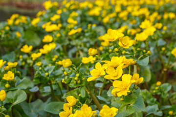 Fototapeta premium Bright yellow flowers bloom in a field near a water body during springtime in a natural habitat