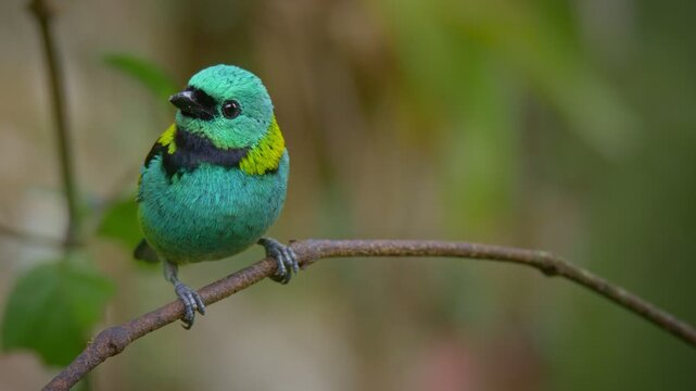 Green-headed tanager perched on a branch in Atlantic Rain Forest	