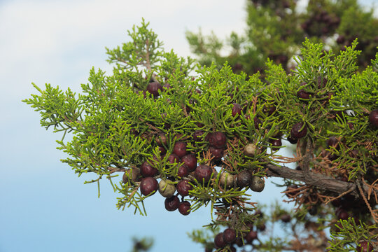 Juniperus oxycedrus ( common names: prickly juniper, prickly cedar, cade juniper, sharp cedar)
