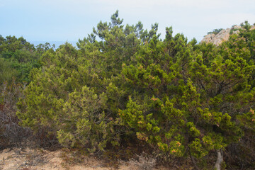 Fototapeta premium Juniperus oxycedrus ( common names: prickly juniper, prickly cedar, cade juniper, sharp cedar)