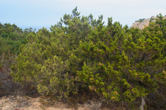 Juniperus oxycedrus ( common names: prickly juniper, prickly cedar, cade juniper, sharp cedar)