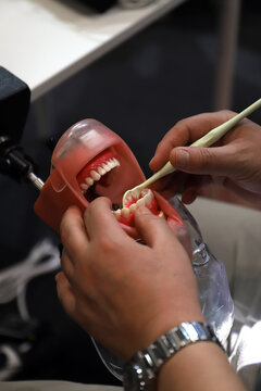 dentista practicando tratamiento en dentadura artificial
