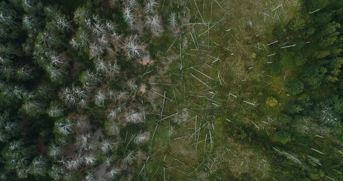 Top view of dead forest with fallen trees and bird nests on branches.