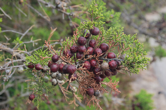 Juniperus oxycedrus ( common names: prickly juniper, prickly cedar, cade juniper, sharp cedar)