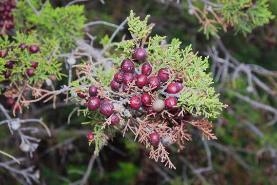 Details of Juniperus oxycedrus ( common names: prickly juniper, prickly cedar, cade juniper, sharp cedar)