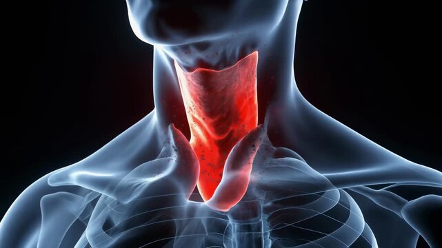 Human body shows glowing thyroid gland in blue skeletal view. Red highlights emphasize thyroid structure against transparent anatomy. Ideal for medical, health, or educational visual content