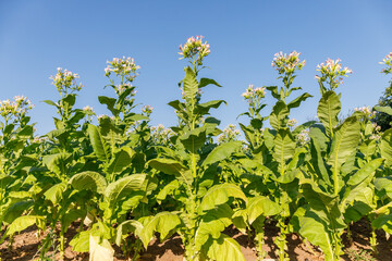 Obraz premium Tobacco plants grow in a field under a clear blue sky in the afternoon sun
