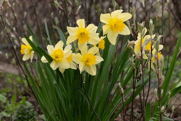 Obraz premium Yellow Daffodils Blossoms in Bloom with Green Leaves and Twigs Spring Garden Scene Macro Nature Photography