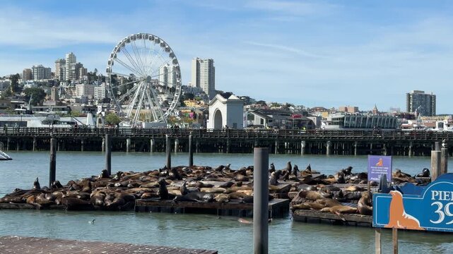 Pier 39 Sea Lions with Ferris Wheel in San Francisco