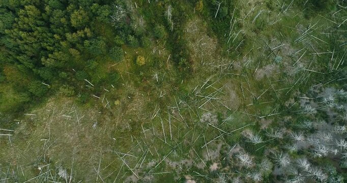 Top view of dead forest with fallen trees and bird nests on branches.