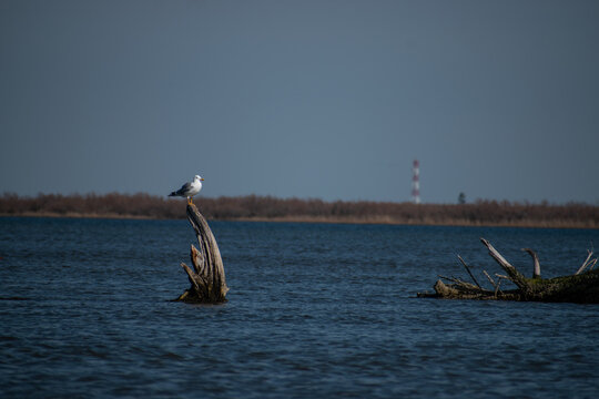 Yellow-legged gull perched on a wooden pole in Evros Delta, Greece