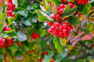 Fototapeta premium Bunch of red berries growing on a tree in a garden during daylight hours
