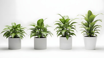 Fototapeta premium Green potted houseplant with fresh green leaves on white background