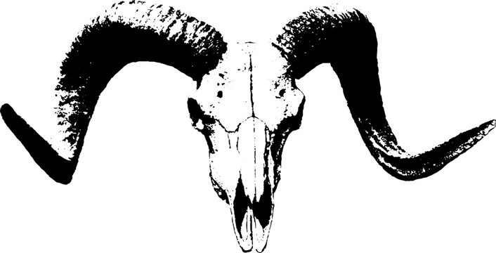 Ram skull high contrast black and white ink skull with curled horns for logo design poster background and tattoo flash