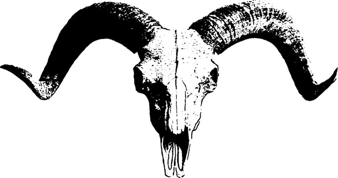 Ram skull front view high contrast black and white ink skull with wide curved horns for poster background and tattoo flash