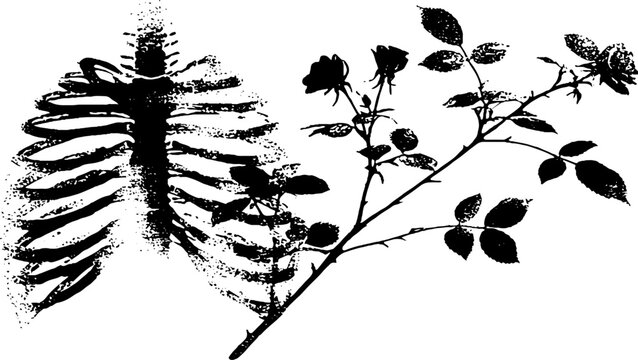 High contrast black and white ribcage with horizontal rose branch for gothic banner background and apparel design