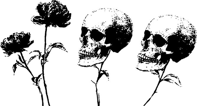 Black and white skull trio with wilted peony stems high contrast ink drawing for macabre banner and design