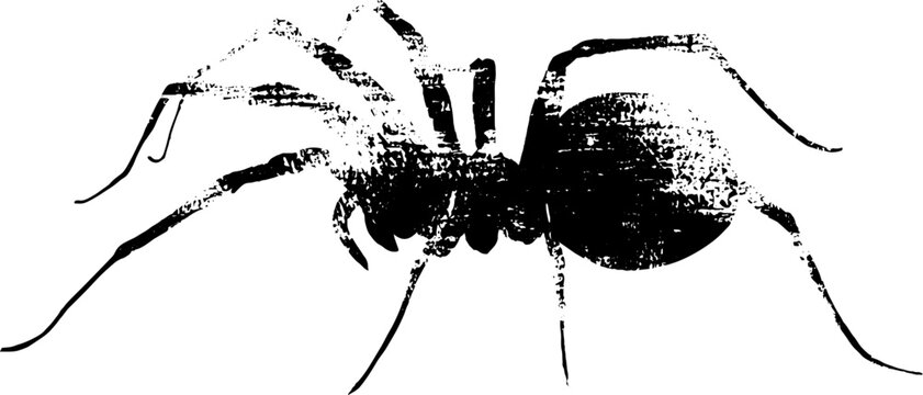 High contrast black and white spider ink artwork minimal isolated arachnid graphic side view for poster background and stencil design