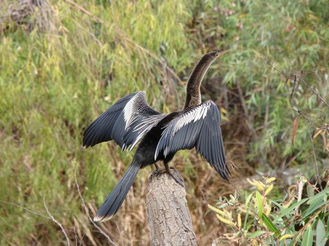 anhinga bird drying its wings