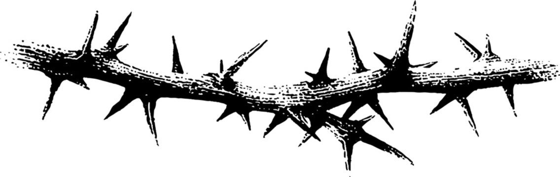 Black ink thorn branch high contrast spine with thorns horizontal layout for background poster or tattoo design