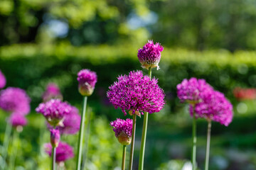 Fototapeta premium Colorful flowers bloom in a garden during a sunny day in spring, showcasing vibrant purple shades