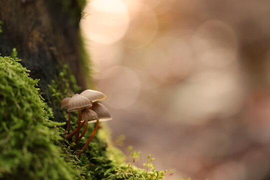 funghi nel bosco in autunno