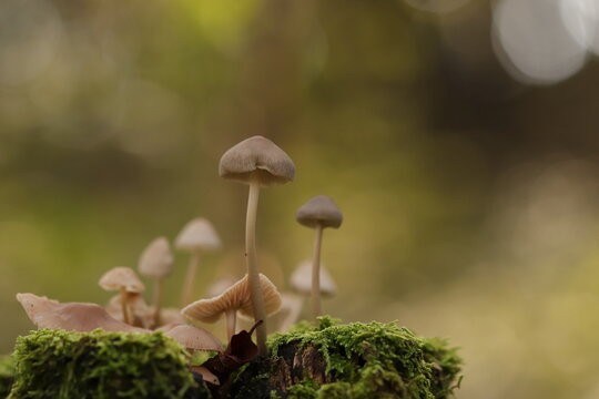 funghi nel bosco in autunno