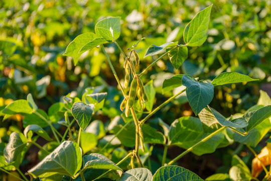 Green plants grow in a field under sunlight during the day