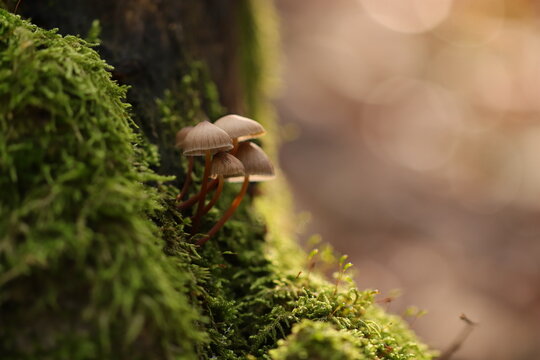 funghi nel bosco in autunno