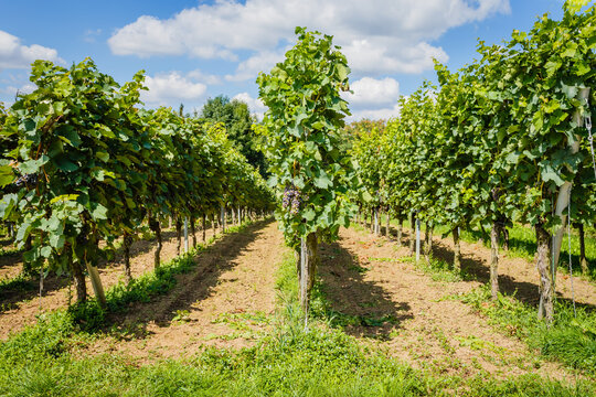 Vineyard in summer showing rows of grape vines under a clear blue sky with some clouds