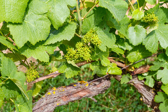 Vineyard near a farm with green grape leaves and young grape clusters on a sunny day in spring