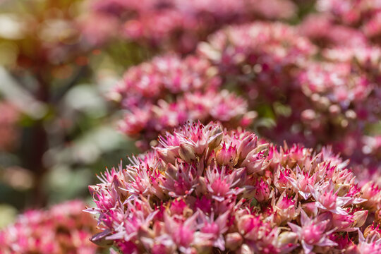 Flowers bloom in a garden during a sunny day in spring capturing nature's colors and details of each petal