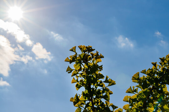 Bright sunlight shines over green leaves under blue sky during midday hours in a clear outdoor setting