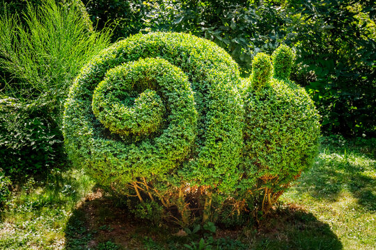 Topiary snail in a garden shows unique shape and design in bright green foliage during daytime