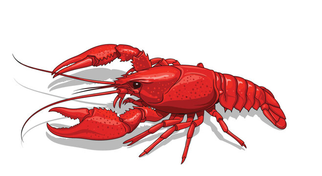 Realistic red crayfish illustration shows the crustacean with long antennae and sharp claws on a white surface with a shadow.