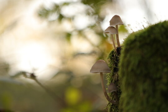 funghi nel bosco in autunno