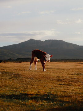 Ternero en La Patagonia